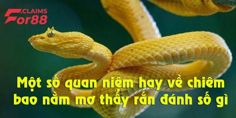 Mơ Thấy Rắn - Những Dấu Hiệu Cảnh Báo Tương Lai Cần Chú Ý