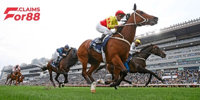 Những kiểu cá cược đua ngựa phổ biến