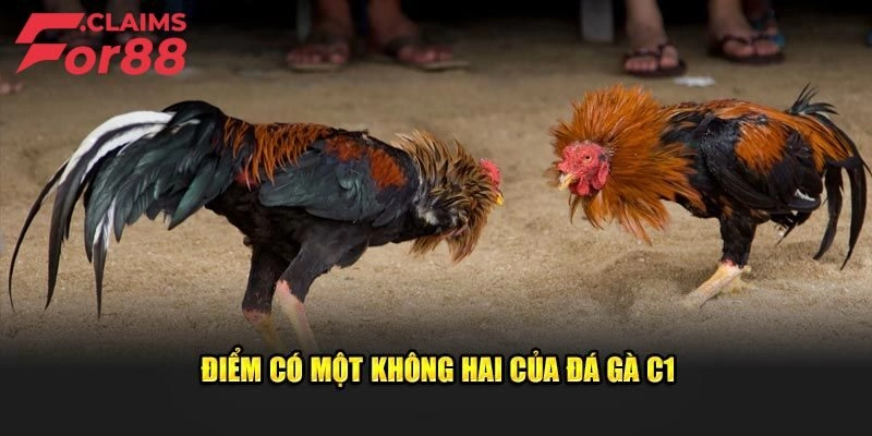 Xem trực tiếp đá gà C1 - Trải nghiệm không nên bỏ lỡ